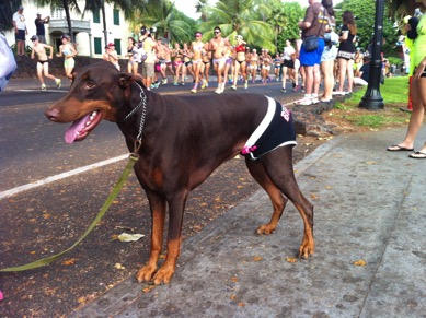 DogKonaUnderpantsRun